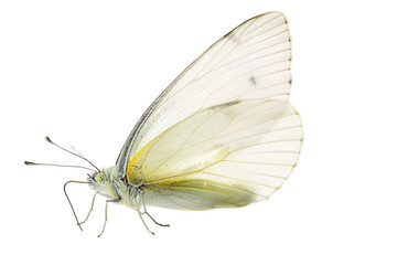 Beautiful Cabbage White Butterfly in Natural Pose Isolated on Transparent Background
