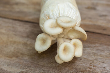 Oyster Mushroom (Phoenix Mushroom, Lung Oyster Mushroom) prefers in warm and moist weather while it can grow on cottonwood. It’s a good choice of food for vegetarian.