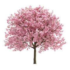 Obraz premium Stunning Blooming Cherry Blossom Tree Displaying Vibrant Pink Flowers in Full Splendor
