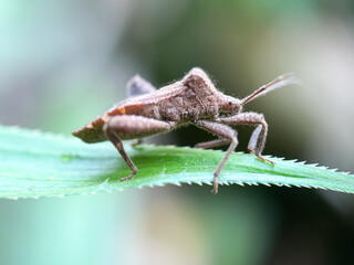 Close up of bugs in green leaves, Dock bug (Coreus marginatus)