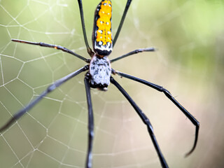 Close up of spider in web, northern golden orb weaver spider (Nephila pilipes)