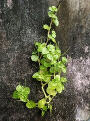 Javanese ketumpang leaves which grow on concrete walls provide a very special natural beauty.