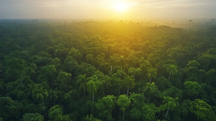 Lush green forest at sunrise, showcasing nature beauty and tranquility