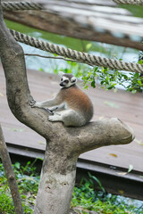 lemur catta sitting on a stump