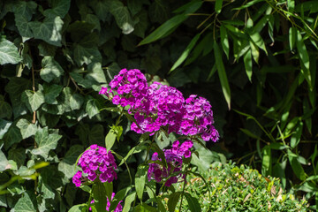 Purple flame flowers of garden phlox (Phlox paniculata) on blurred background of garden greenery. Blooming pink phlox in summer garden. Selective focus close-up. Copy space