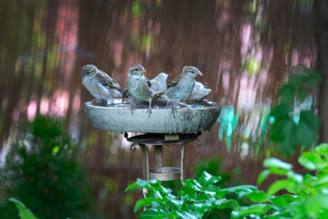 Group of sparrows