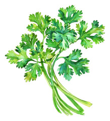 PNG An isolated fresh cilantro illustration watercolor ingredient.