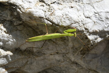 green praying mantis