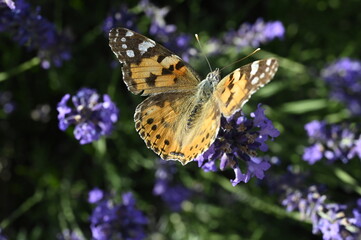 butterfly on flower