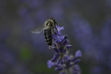 bee on lavender