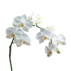 Obraz premium Stunning White Orchid Blossoms Captured in a Studio Environment Highlighting Natural Beauty and Elegance