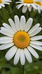 Fototapeta premium White daisy flower