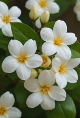 Fototapeta premium white Jasmine flower