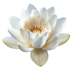 A Captivating White Lotus Flower Blooming in Full Glory Showcasing Nature's Elegance