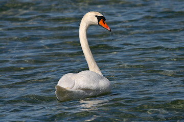 Mute Swan