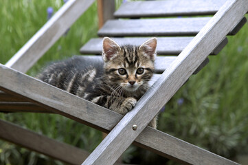 CHATON ET JARDIN