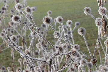 Rauhreif auf Distelpflanzen mit Früchten freigestellt vor einer grünen Wiese