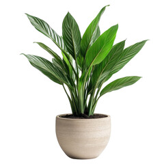 Aspidistra Cast Iron Plant: Perfect Houseplant for Any Home on Transparent Background