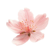 Delicate Pink Blossom of Cherry Tree in Full Bloom Captured Against White Background