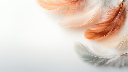 Fototapeta premium Nature aesthetics elegant high-angle photography of minimalist feather arrangements