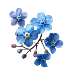 Fototapeta premium Stunning Cluster of Delicate Blue Forget-Me-Not Flowers with Nature's Perfect Background