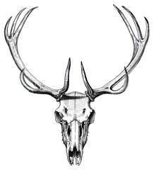 PNG Intricate deer skull illustration art