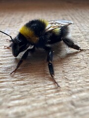 Macro Shot of a Honeybee on a Wooden Surface