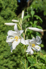 Nature concept for design. Beautiful flowers of white lilies on blurred background of greenery of garden. Selective focus.