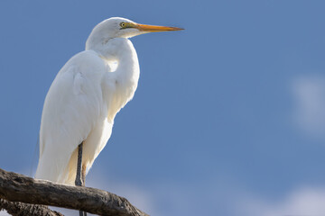 An Eastern Great Egret perched 