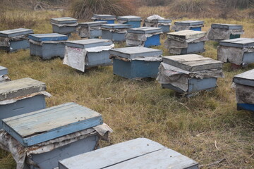 nice Wooden box beehives and painted vibrant colours used by bees as a home colony for honey production,honey bees showing the process of honey production in a hive where the frames are filled