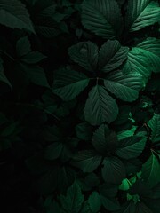 green leaves on black