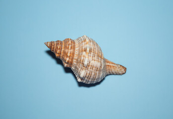 Seashell on a blue background