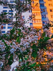 Sakura and the building