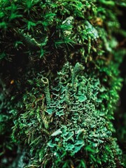 green moss and lichens on the tree