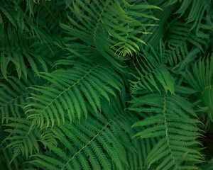 Green fern in the garden