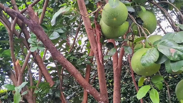 Pomelo,jeruk bali. Pomelo tree, young pomelo fruit on tree.Raw pomelo fruit,Citrus maxima or Citrus grandis