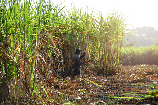 Sugarcane cutting, sugarcane farmers harvesting sugarcane in the field. Sugar industry