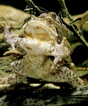 crapaud commun - bufo bufo