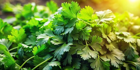 Aerial View Fresh Green Coriander, Cilantro Leaves, Herb Garden, Overhead Shot, Lush Greenery, Spicy Aroma, Cooking Ingredient