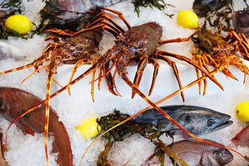 fresh oceanic fish seafood  lobster on the ice in a luxury restaurant ready to be cooked 