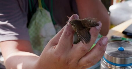 A wren bird in the hands of an ornithologist. Bird ringing station in Europe. Study, observation and protection of wild birds