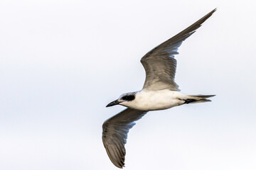 A Tern flying with a cloudy sky background
