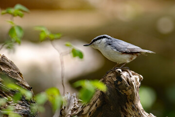 Eurasian Nuthatch