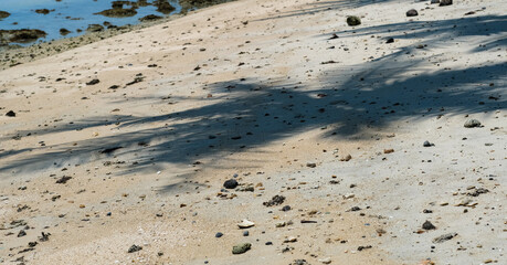 A sandy beach on Koh Samui, Thailand, scattered with small stones, shells, and shadows from nearby palm trees.