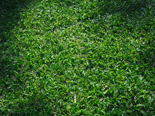 green grass for nature and environmental background.  
