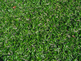 green grass for nature and environmental background.  