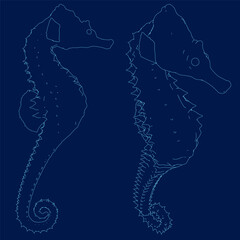 Set contours seahorse on isolated blue background. Vector illustration
