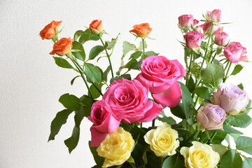 カラフルな薔薇