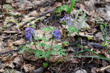 a purple flower is growing in the woods on the ground with dry leaves