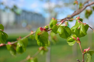 a close up of a branch with green leaves and some buds